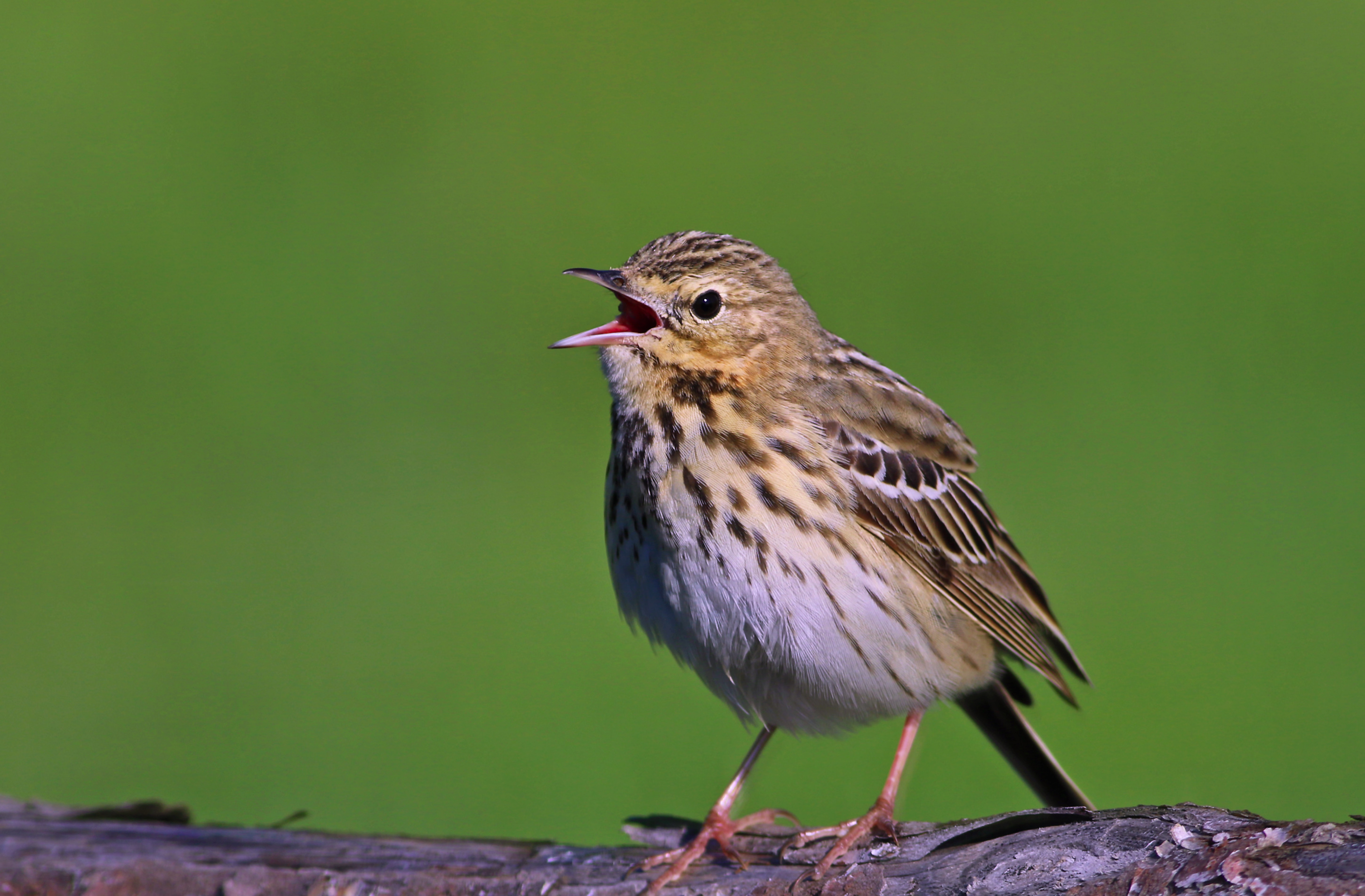 Tree Pipit — Ana fotoğraf